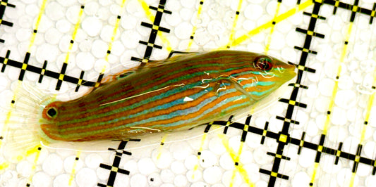 Melanurus Wrasse MW041701 WYSIWYG Size: S 2" approx