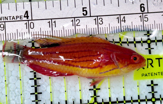 Carpenter's Flasher Wrasse CFW051301 WYSIWYG Size: L 2.5"