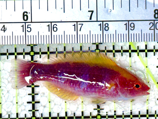 Lubbock's Fairy Wrasse LFW120802 WYSIWYG  Size: XL 2"