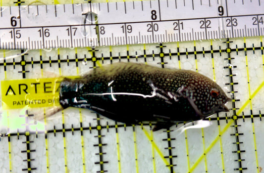 Black Leopard Wrasse BLW051301 WYSIWYG  Size: XL 3"