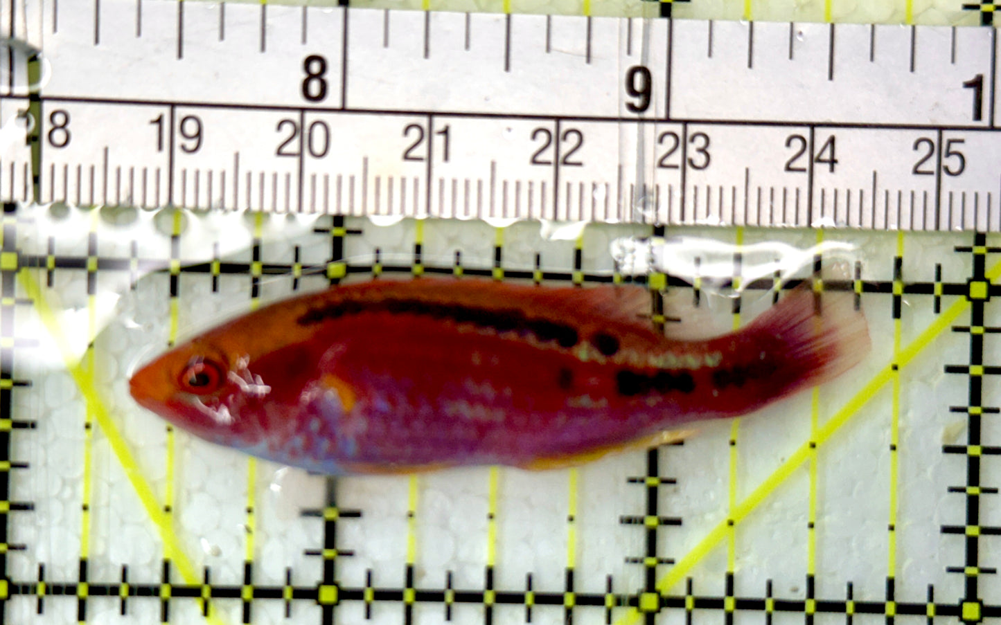 Lubbock's Fairy Wrasse LFW051302 WYSIWYG Size: 2.25”