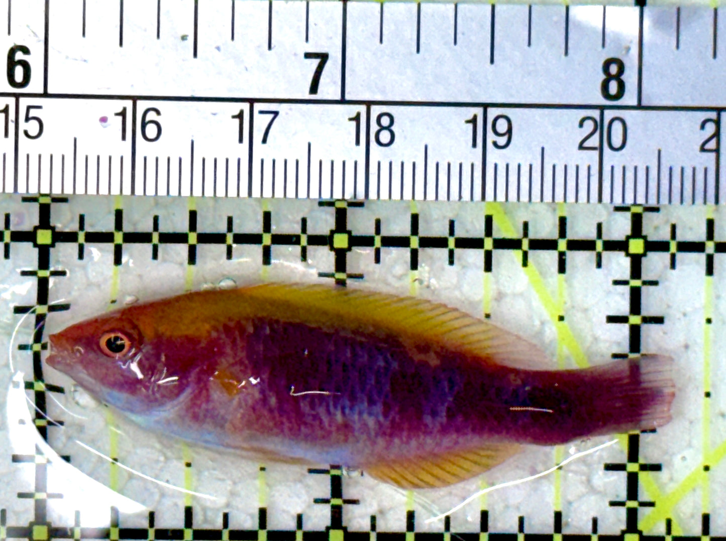 Lubbock's Fairy Wrasse LFW120801 WYSIWYG Size: SHOW 2.25"