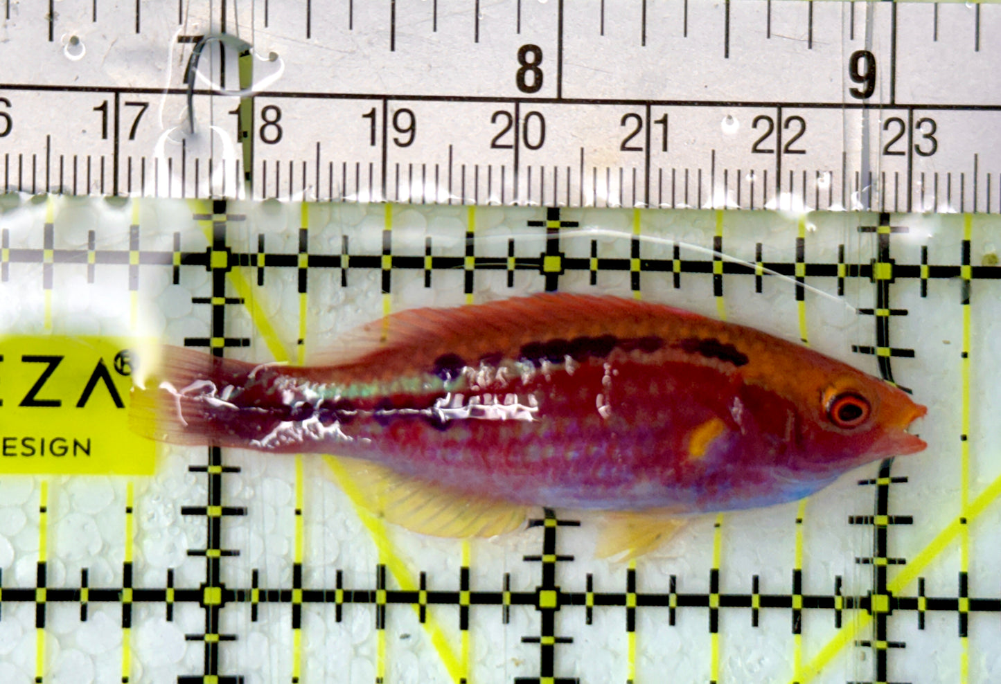 Lubbock's Fairy Wrasse LFW051302 WYSIWYG Size: 2.25”