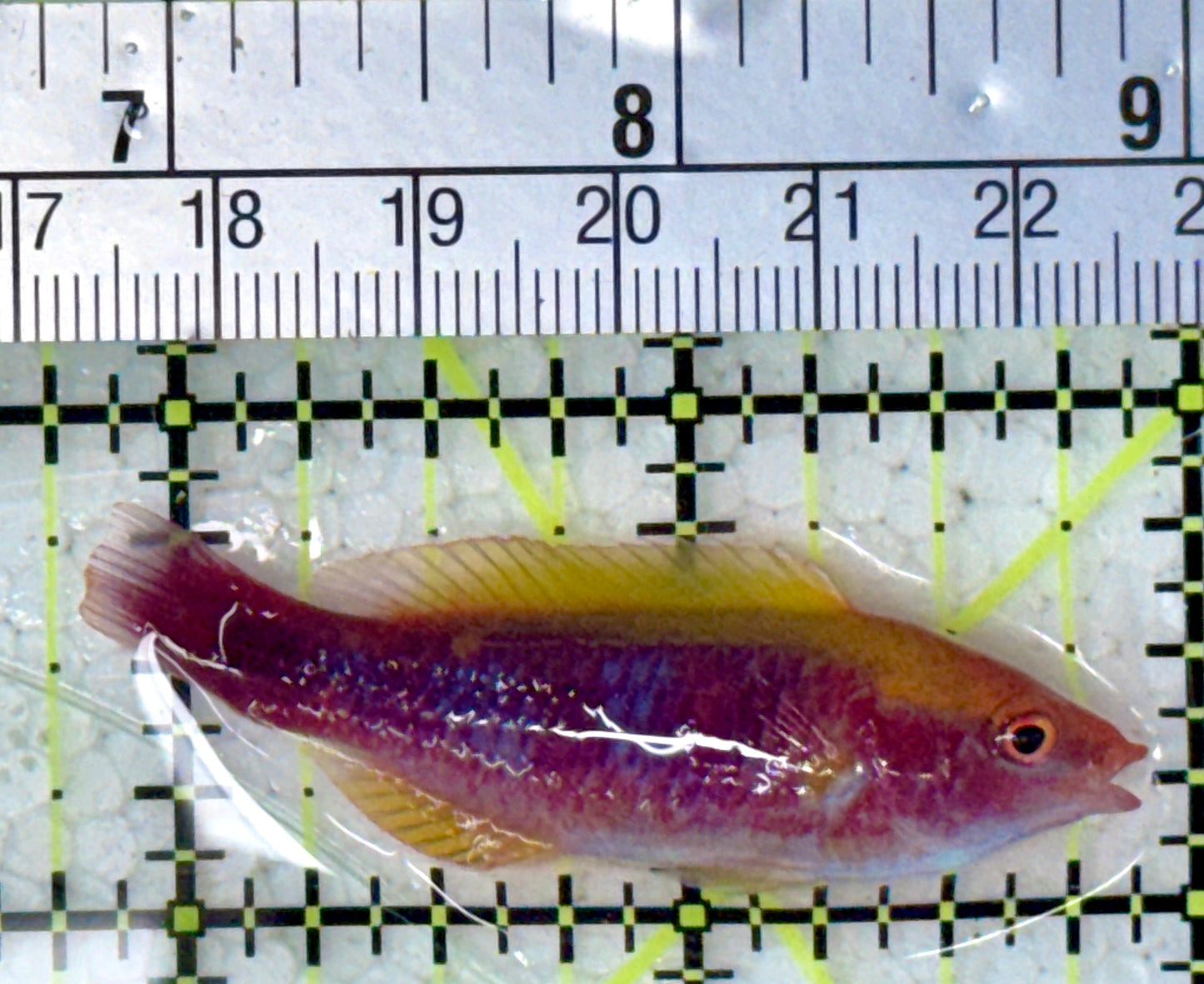 Lubbock's Fairy Wrasse LFW120801 WYSIWYG Size: SHOW 2.25"