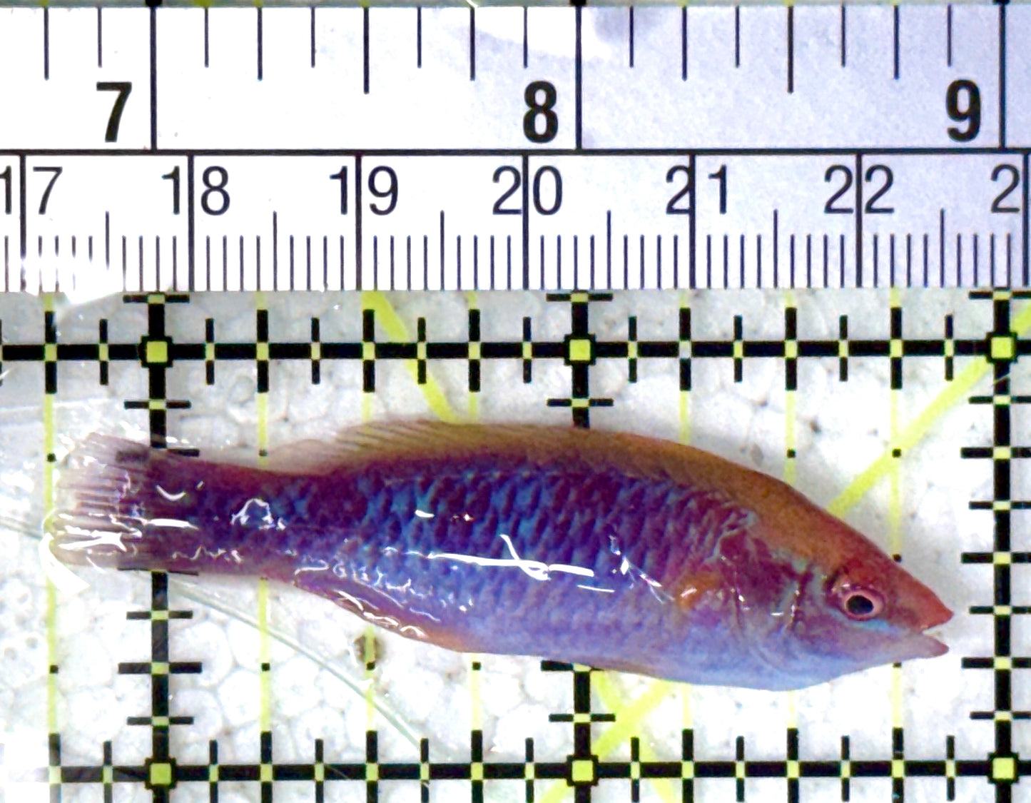 Lubbock's Fairy Wrasse LFW120803 WYSIWYG Size: SHOW 2.25"