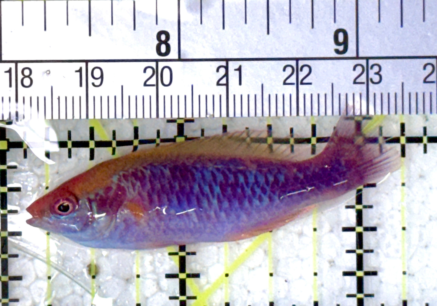 Lubbock's Fairy Wrasse LFW120803 WYSIWYG Size: SHOW 2.25"
