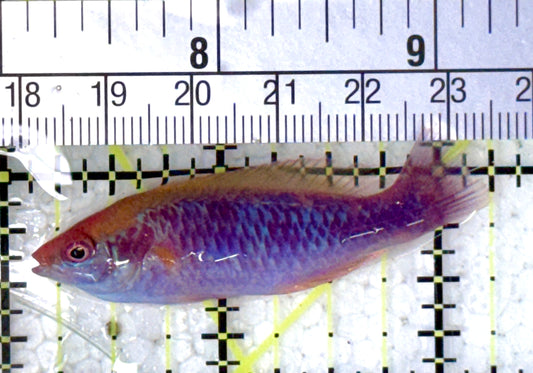 Lubbock's Fairy Wrasse LFW120803 WYSIWYG Size: SHOW 2.25"