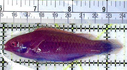 Blueside Fairy Wrasse BFW120801 WYSIWYG Size: L 3.5"