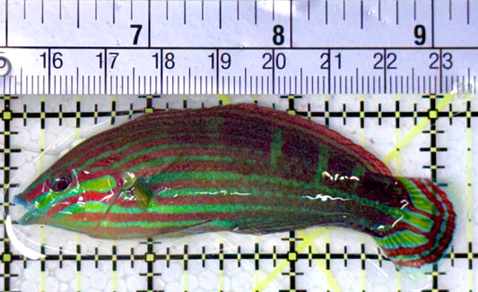 Melanurus Wrasse MW120801 WYSIWYG Size: XL 3.25"