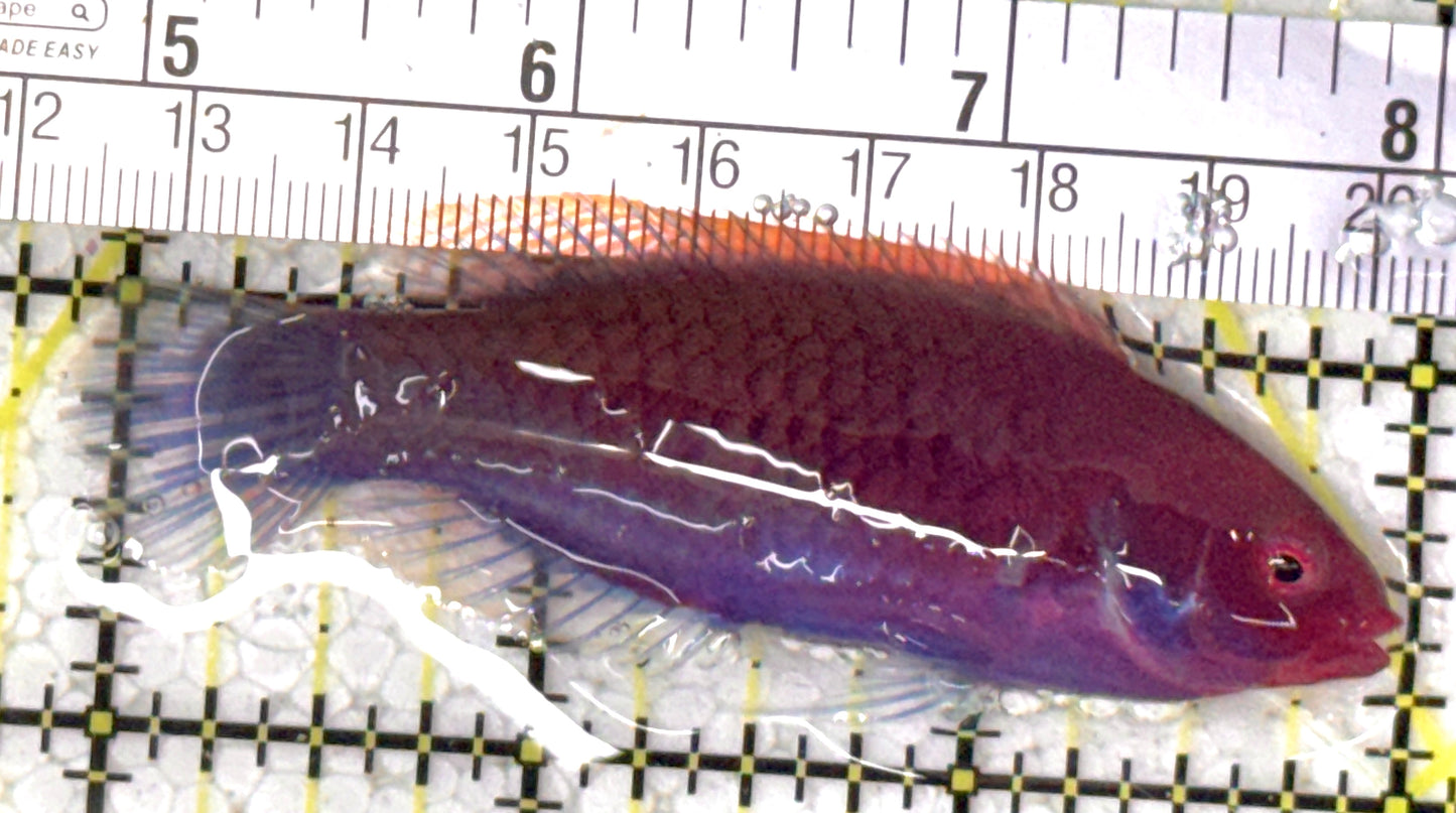 Blueside Fairy Wrasse BFW120801 WYSIWYG Size: L 3" approx