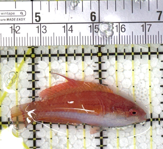 Carpenter's Flasher Wrasse CFW120801 WYSIWYG Size: M 2" approx