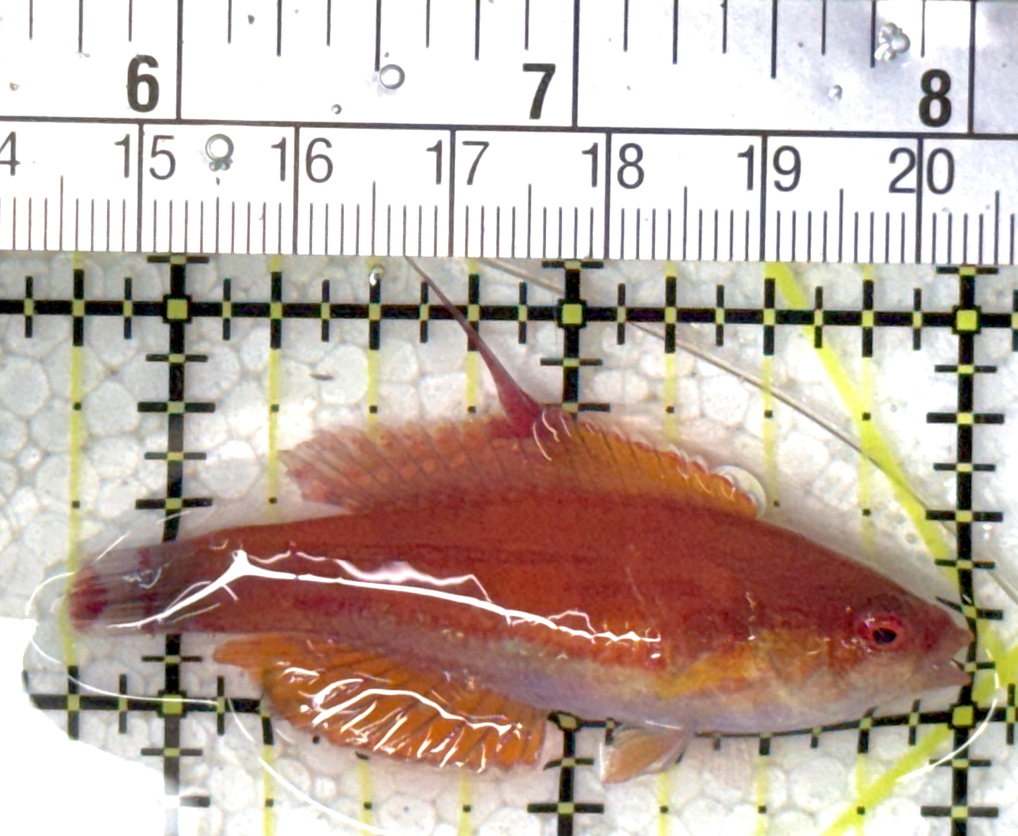 Carpenter's Flasher Wrasse CFW120803 WYSIWYG Size: L 2.25" approx