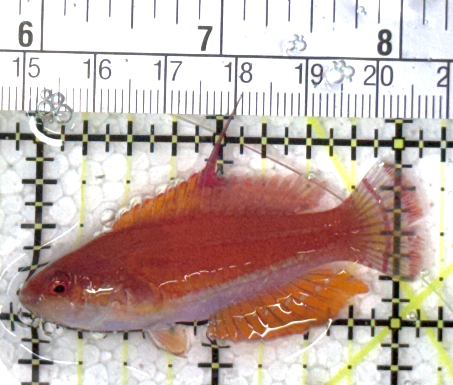 Carpenter's Flasher Wrasse CFW120803 WYSIWYG Size: L 2.25" approx