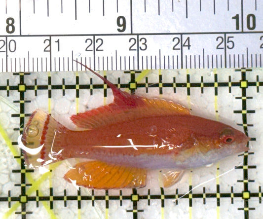 Carpenter's Flasher Wrasse CFW120802 WYSIWYG Size: M 2" approx