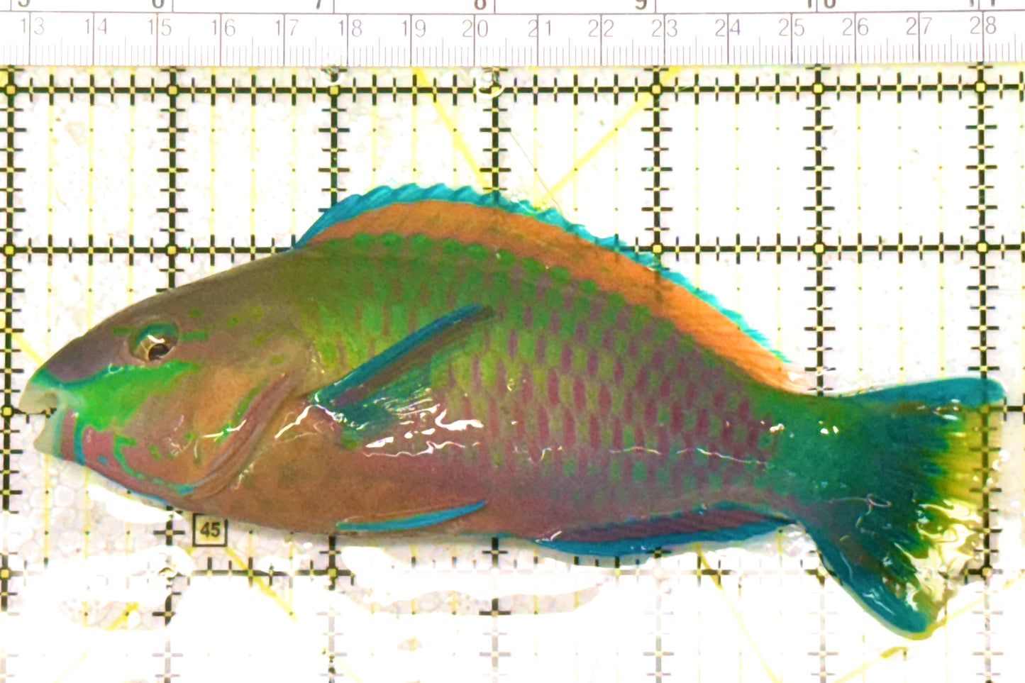 Princess Parrotfish PP120901 WYSIWYG Size: XL 6" approx