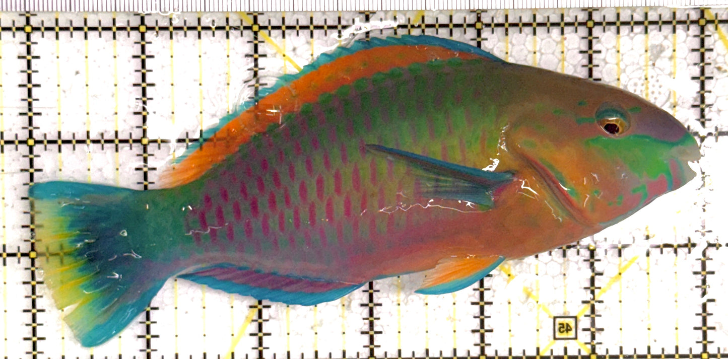Princess Parrotfish PP120901 WYSIWYG Size: XL 6" approx