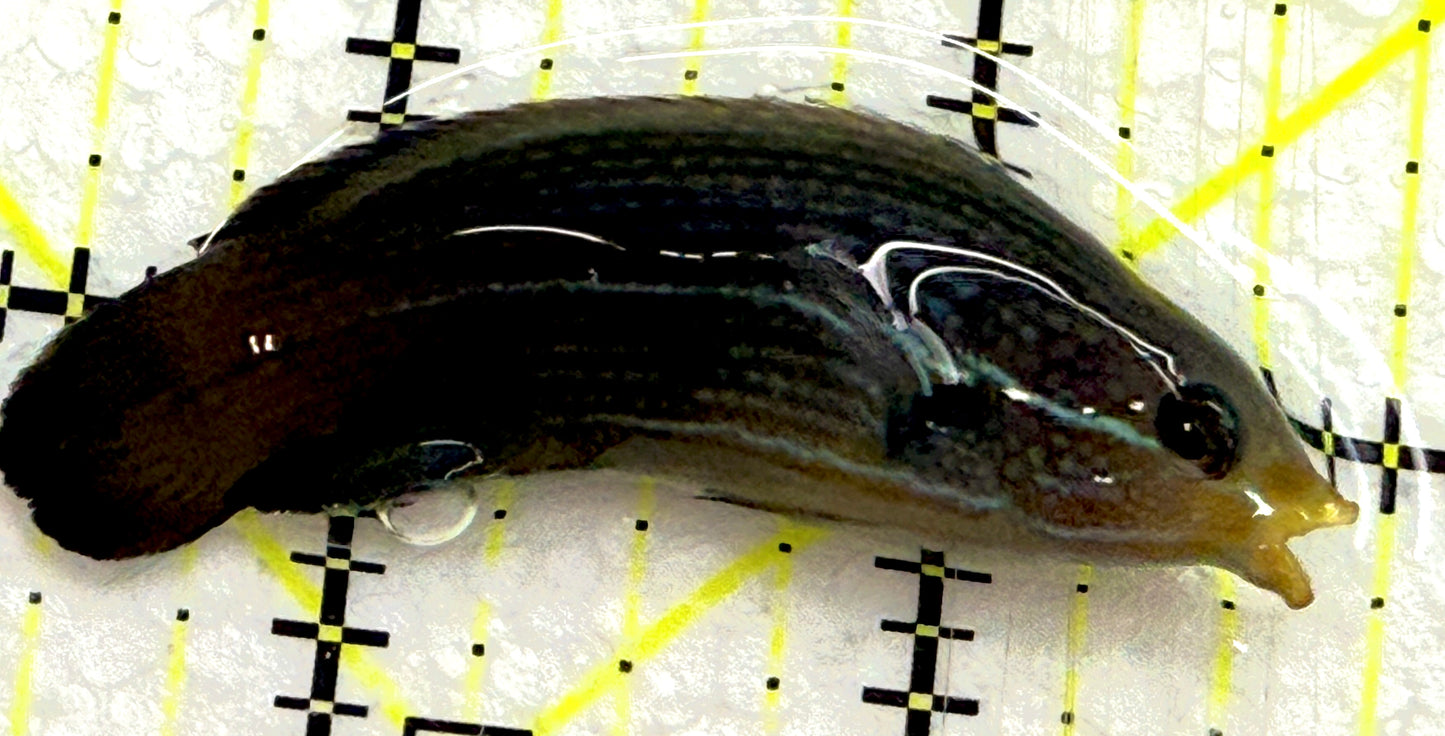 Yellowback Comet Wrasse YCW052101 WYSIWYG Size: L 2.25" approx