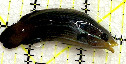 Yellowback Comet Wrasse YCW052101 WYSIWYG Size: L 2.25" approx