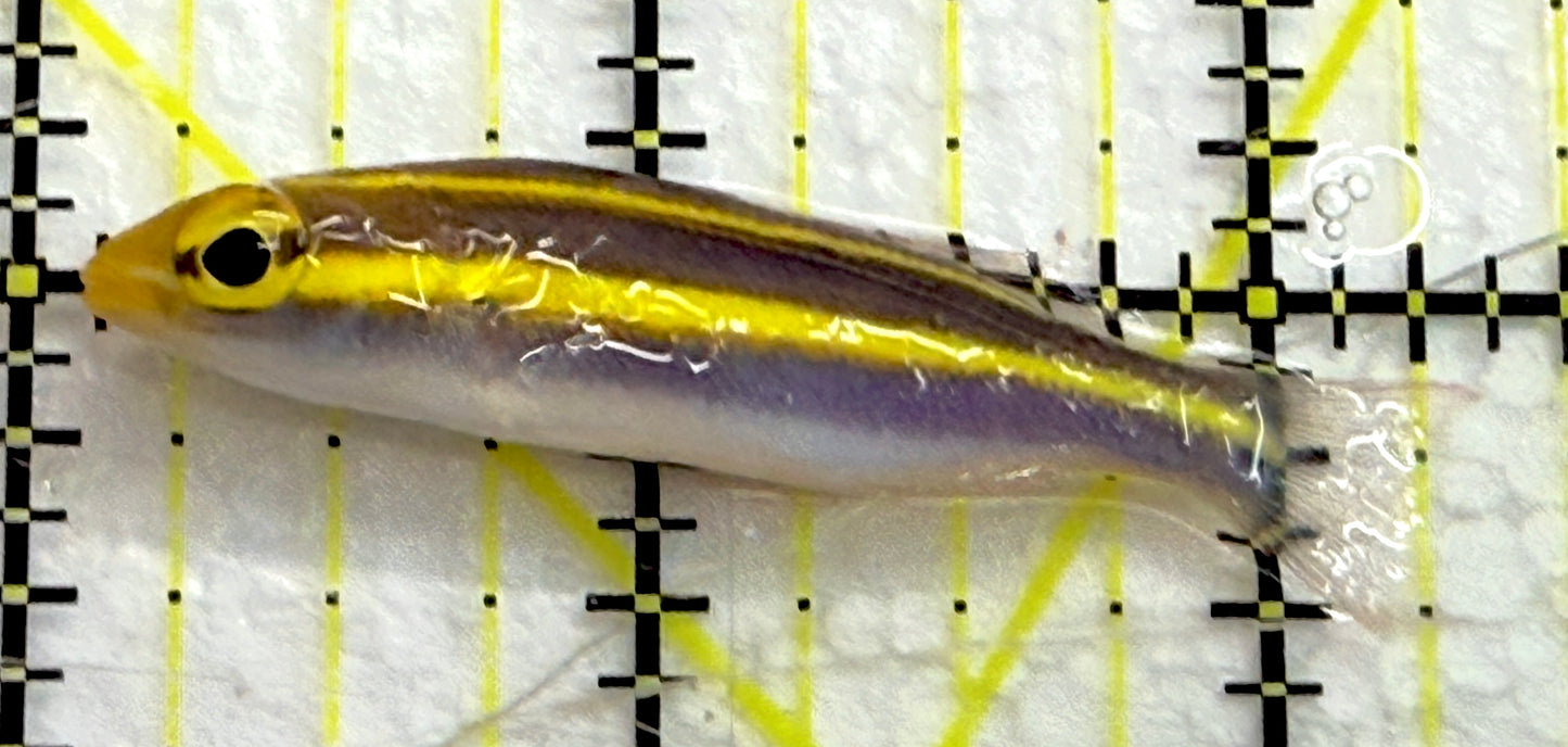 Banana Fish BF052101 WYSIWYG Size: M 2.25" approx