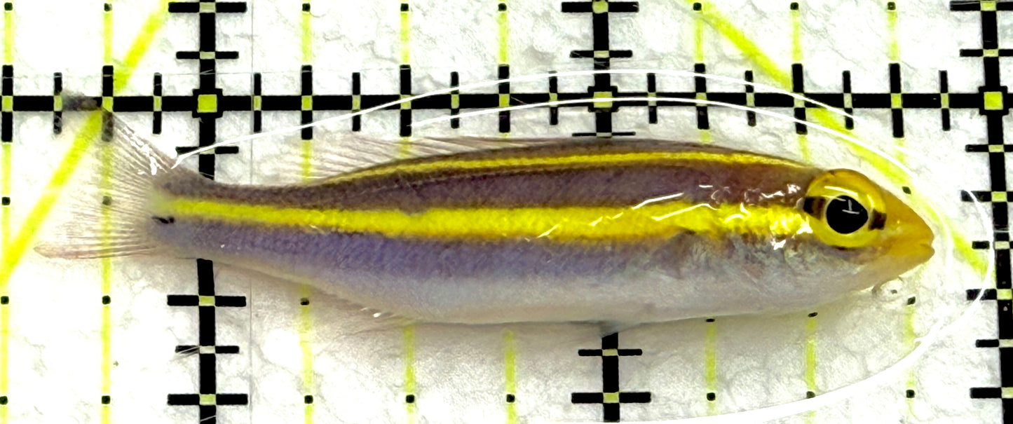 Banana Fish BF052101 WYSIWYG Size: M 2.25" approx