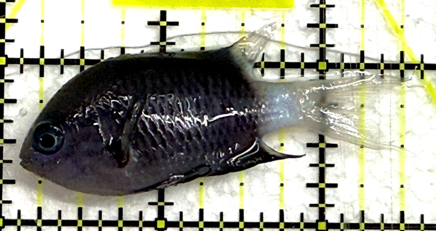 Bicolor Chromis BC052001 WYSIWYG Size: M 2.25" approx