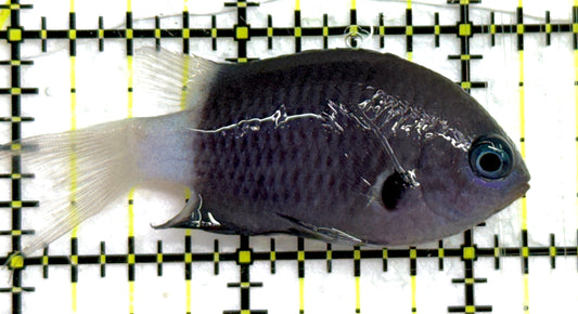 Bicolor Chromis BC052001 WYSIWYG Size: M 2.25" approx
