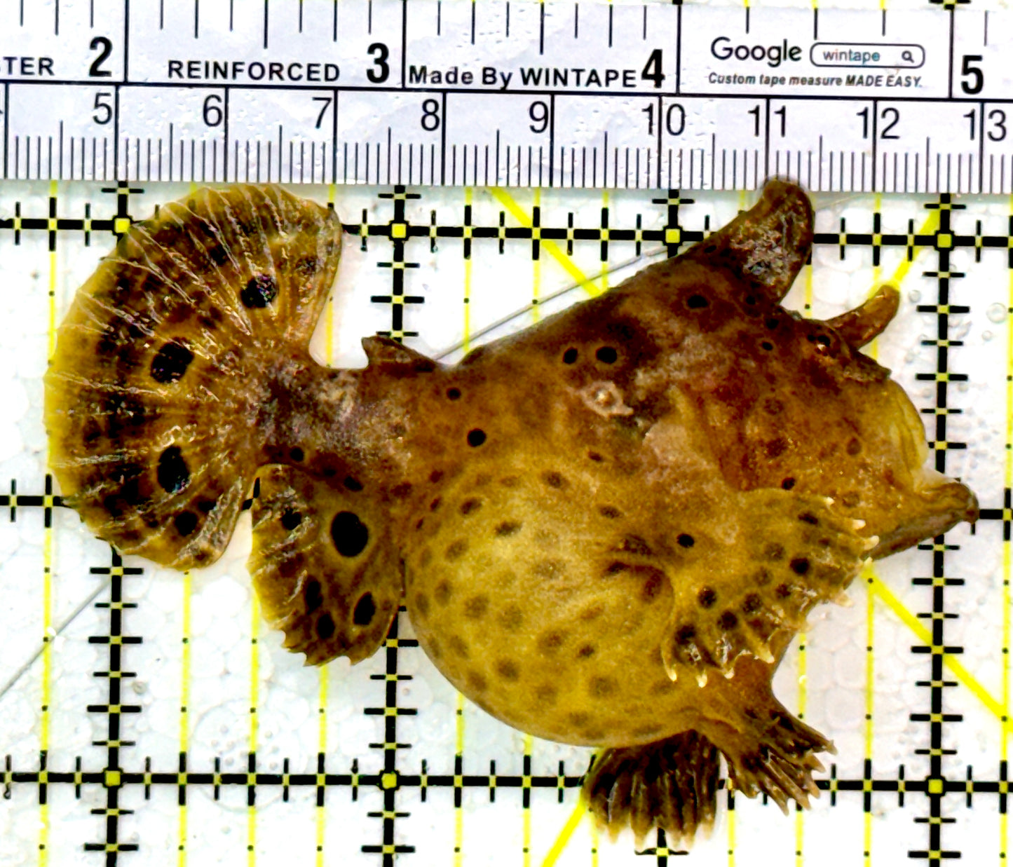 Angler A111301 WYSIWYG Size: ML 3.5"