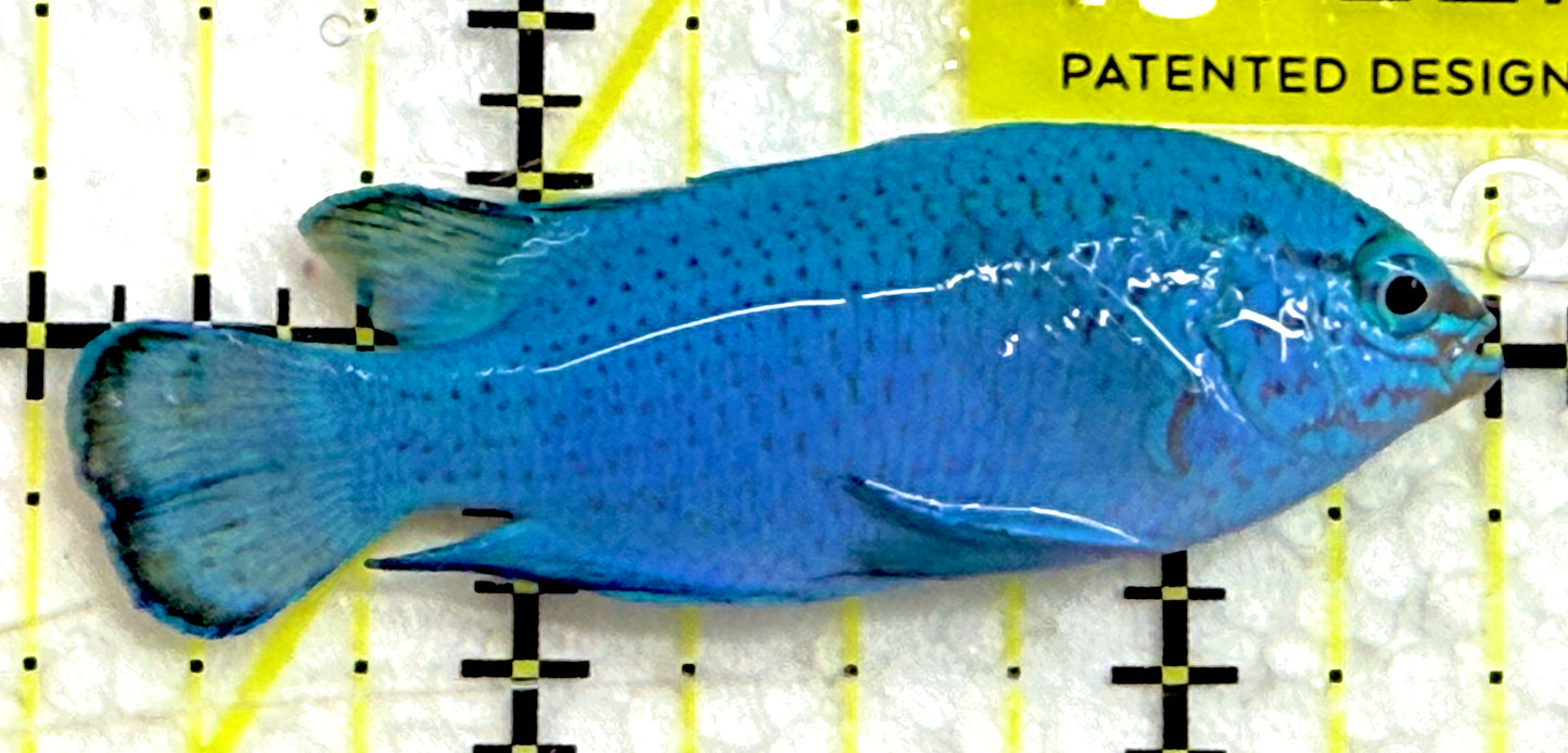 Blue Damselfish BD052001 WYSIWYG Size: M 2.5" approx