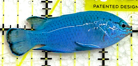 Blue Damselfish BD052001 WYSIWYG Size: M 2.5" approx