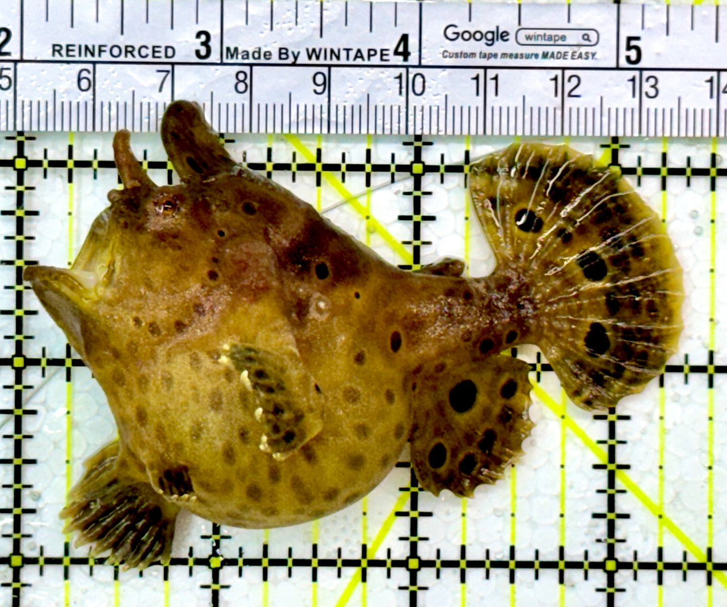 Angler A111301 WYSIWYG Size: ML 3.5"