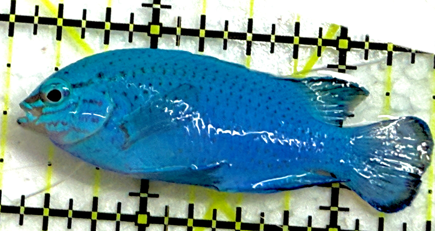 Blue Damselfish BD052001 WYSIWYG Size: M 2.5" approx
