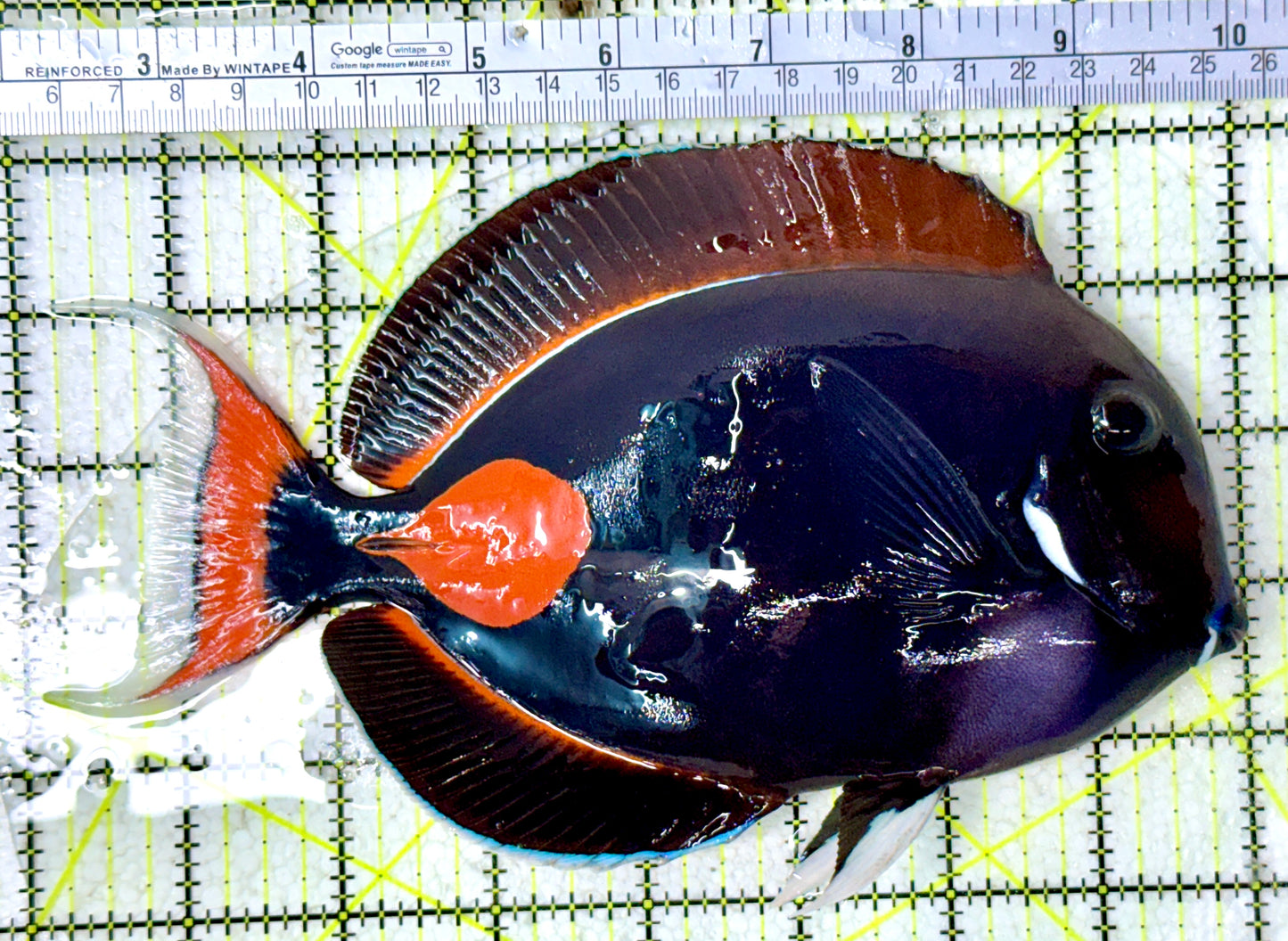 Achilles Tang AT120801 WYSIWYG Size: XXL/Show 8"