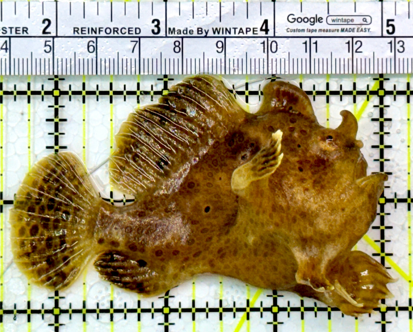 Angler A111302 WYSIWYG Size: ML 3.5"