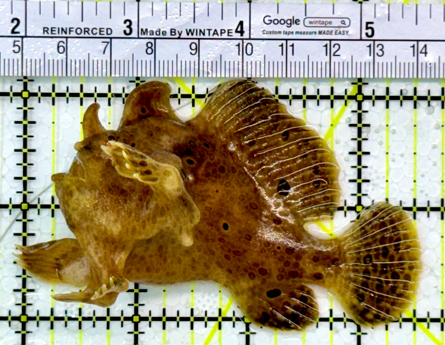 Angler A111302 WYSIWYG Size: ML 3.5"