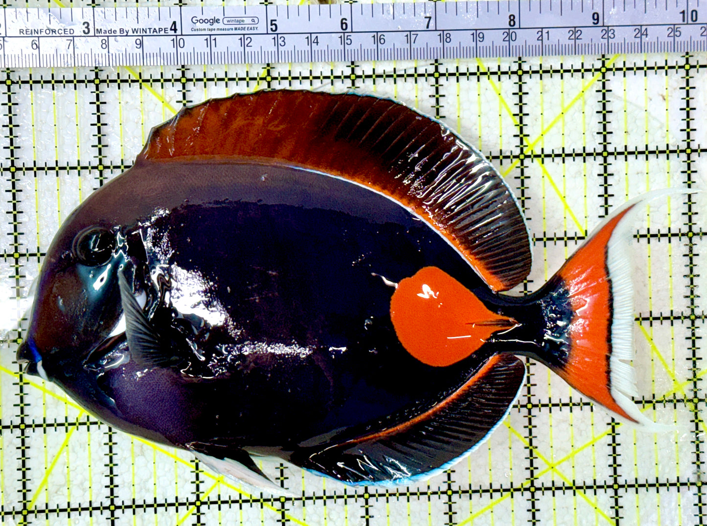 Achilles Tang AT120801 WYSIWYG Size: XXL/Show 8"