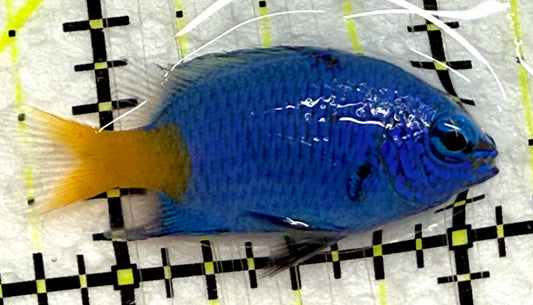 Yellowtail Damselfish YD052301 WYSIWYG Size: S 1.5" approx