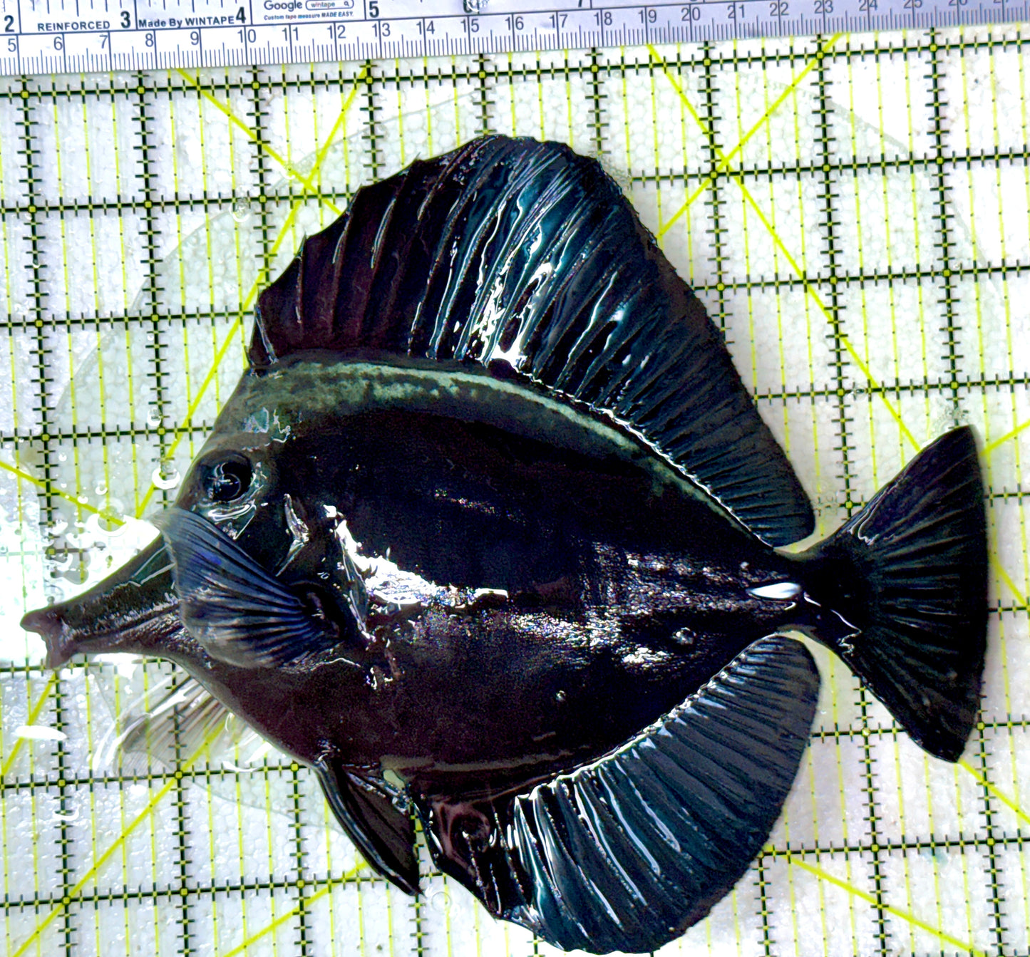 Black Tang BT120801 WYSIWYG Size: XXL show 8.5"