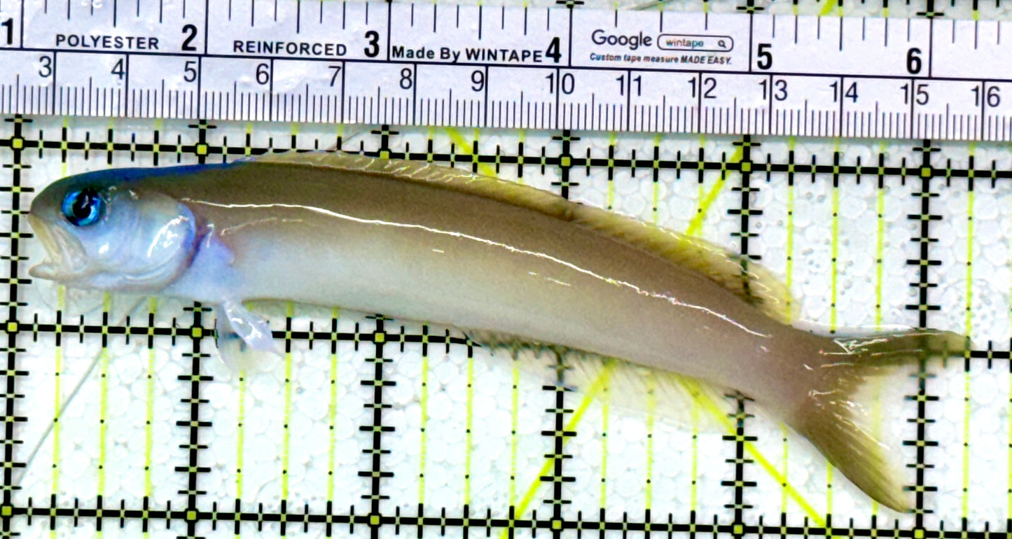 Blue Head Dusky Tilefish BHDT111301 WYSIWYG Size: XL 5.25"