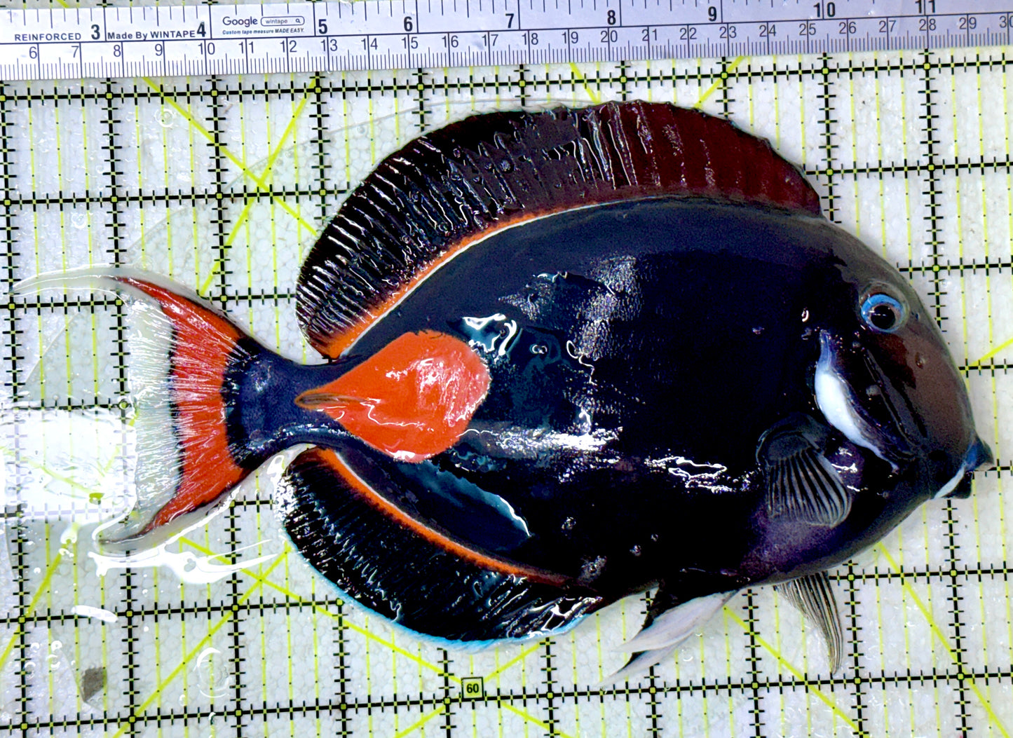 Achilles Tang AT120802 WYSIWYG Size: XXL/Show 9"