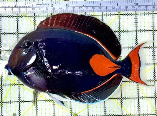 Achilles Tang AT120802 WYSIWYG Size: XXL/Show 9"