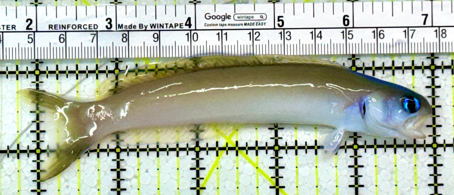 Blue Head Dusky Tilefish BHDT111301 WYSIWYG Size: XL 5.25"