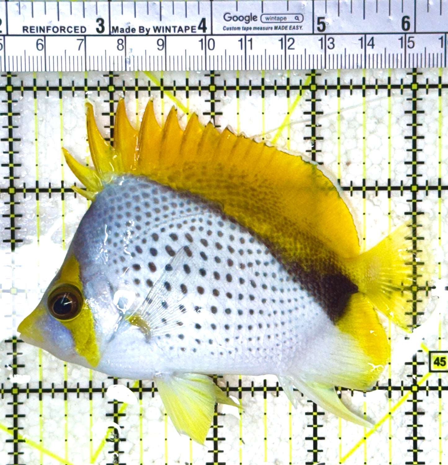 Declivis Butterflyfish DB120801 WYSIWYG L 4"
