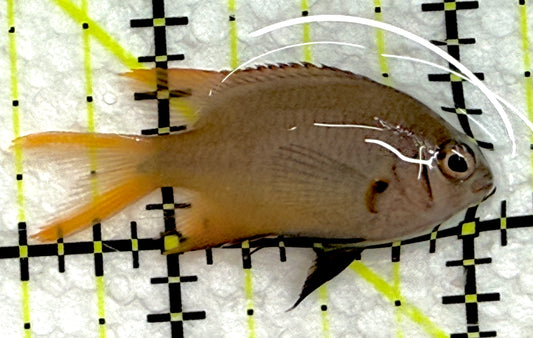 Agile Chromis AC052001 WYSIWYG Size: S 1.5" approx