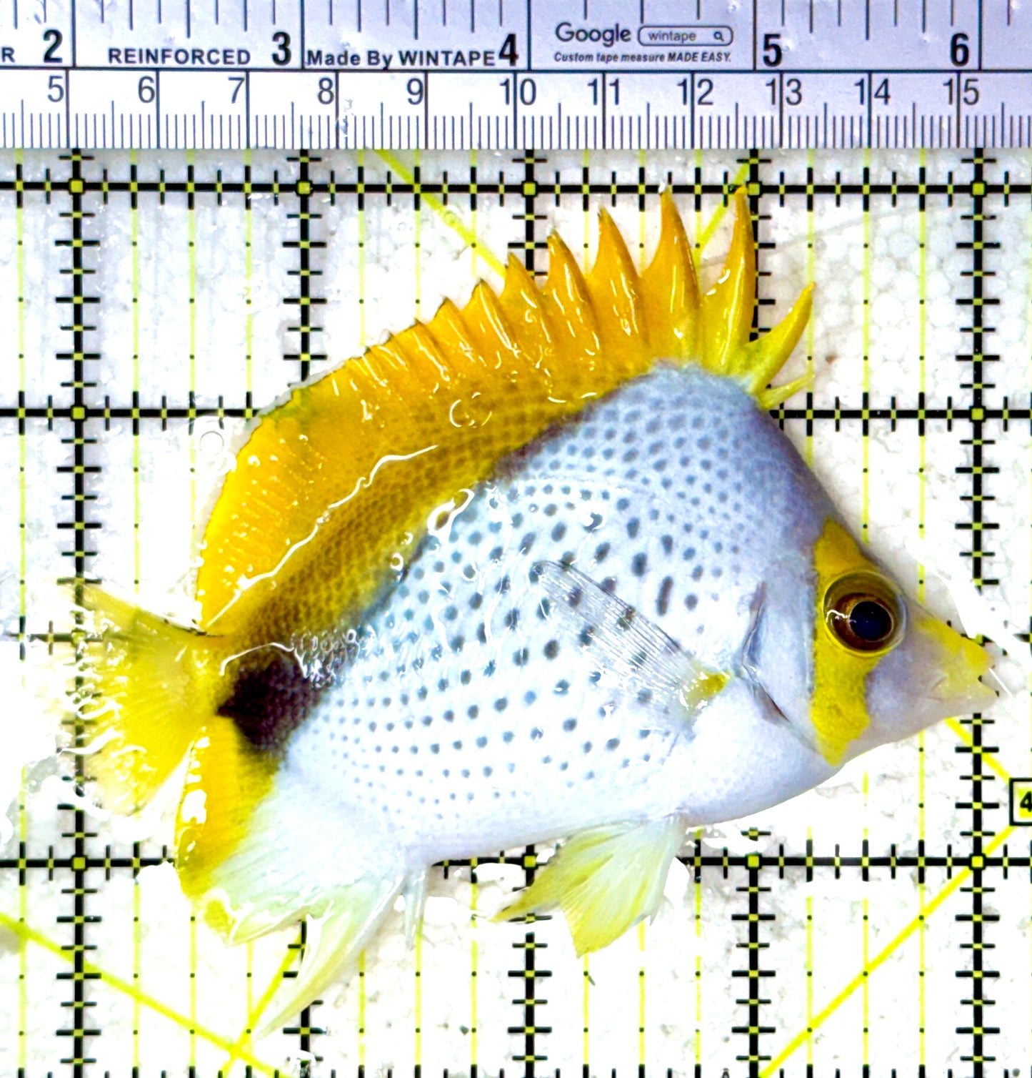 Declivis Butterflyfish DB120801 WYSIWYG L 4"