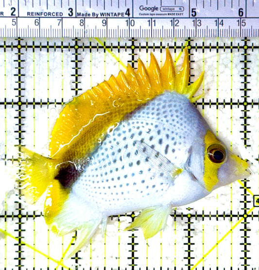Declivis Butterflyfish DB120801 WYSIWYG L 4"