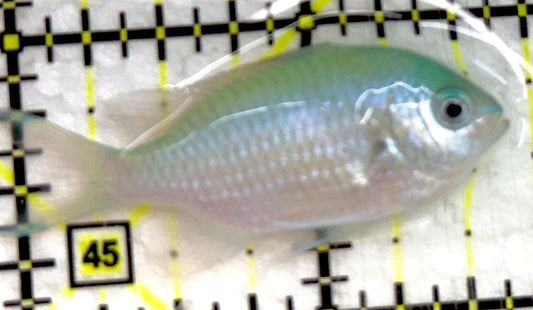 Green Chromis Fish GCF052001 WYSIWYG Size: S 1.75" approx