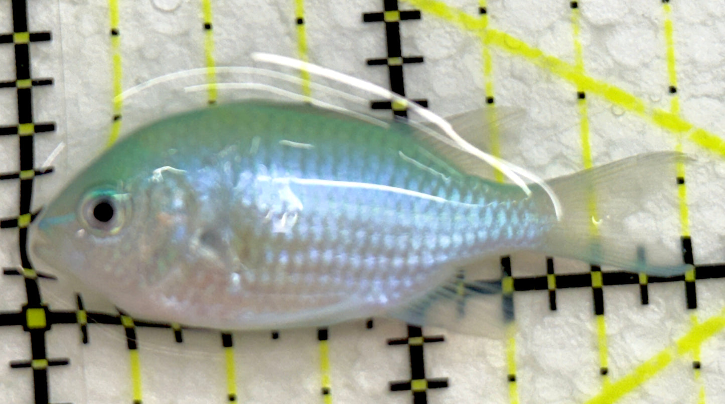 Green Chromis Fish GCF052001 WYSIWYG Size: S 1.75" approx