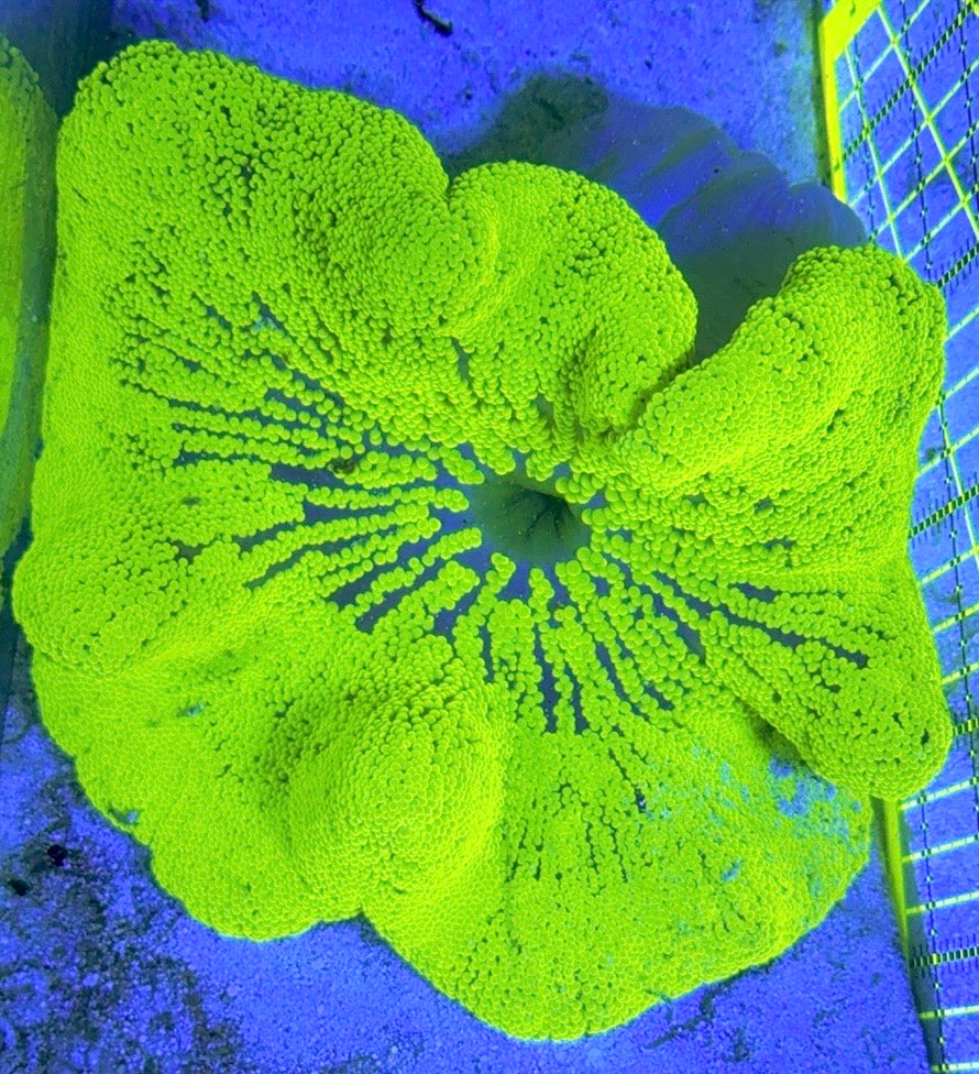 Neon Green Carpet Anemone (Haddoni) NGCA121002 WYSIWYG Size: L 5" to 8"
