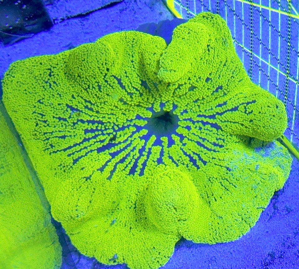 Neon Green Carpet Anemone (Haddoni) NGCA121002 WYSIWYG Size: L 5" to 8"