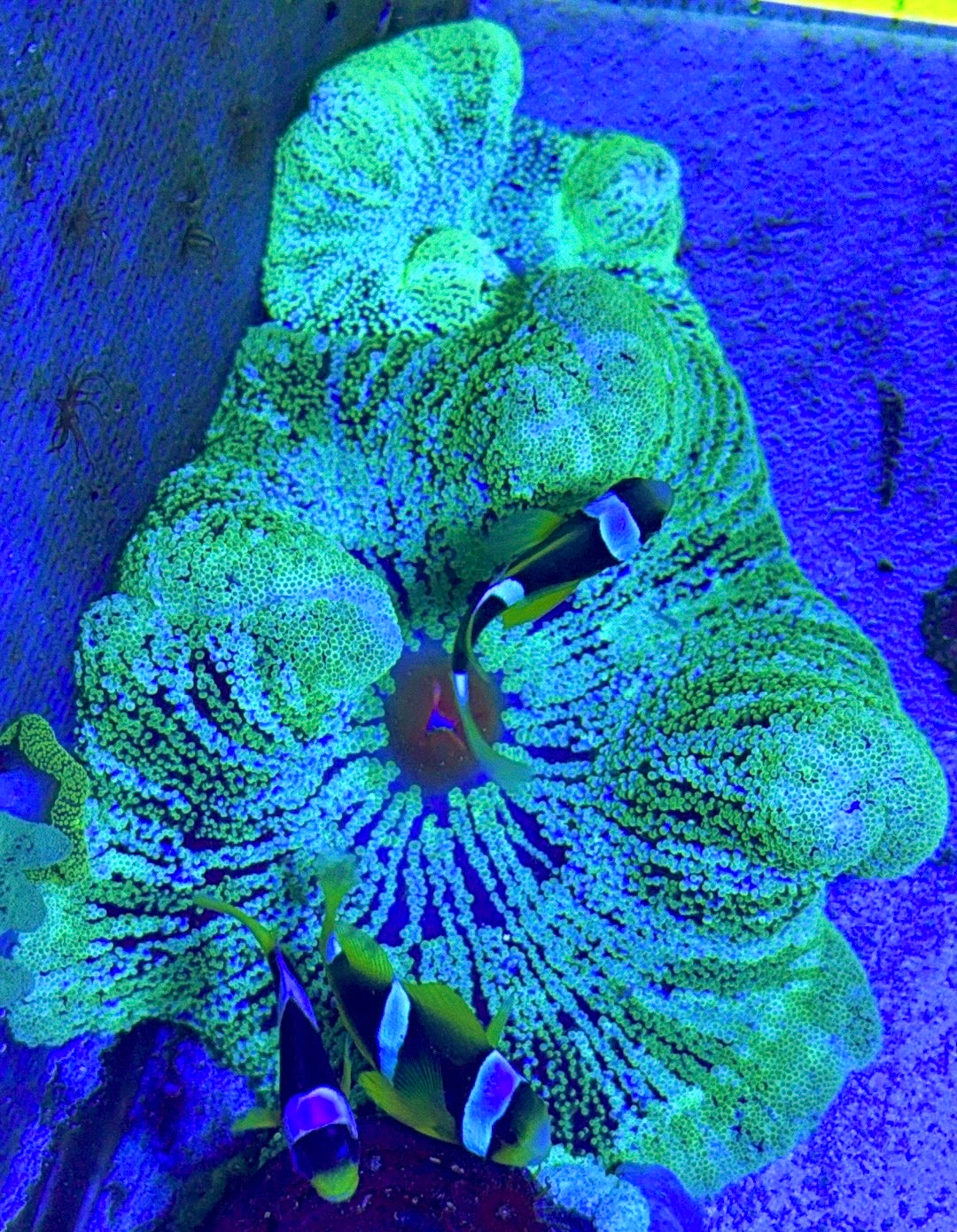 Striped Carpet Anemone (Haddoni) SCA121001 WYSIWYG Size: XL 6" to 8"